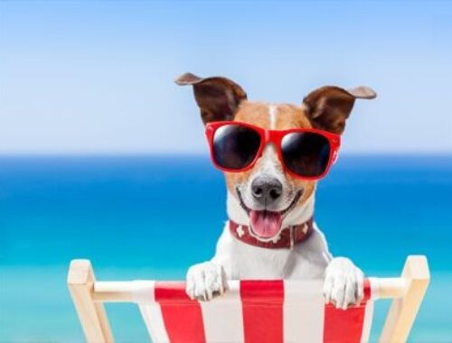 VIAGEM ANIMAL: CONHEÇA 9 HOTÉIS PET FRIENDLY